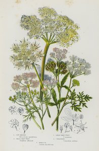 グレートブリテン島の開花植物。カウ・パースネップ、スモール・ハート・ワート、グレート・ハート・ワート、コリアンダー、ヘムロック(カラーリトグラフ) 作： English School