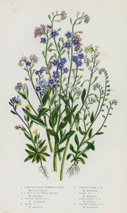 イギリスの開花植物：クリーピング・ウォーター・スコーピオン・グラス、クリーピング・ウォーター・スコーピオン・グラスまたはフォーゲット・ミー・ノット、タフテッド・ウォーター・スコーピオン・グラス、ロック・スコーピオン・グラス、アップライト・ウッド・スコーピオン・グラス、フィールド・スコーピオン・グラス、アーリーフィールド・スコーピオン・グラス、イエロー・アンド・B 作： English School