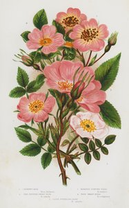 グレートブリテンの開花植物。ディクソンズ・ローズ、レッド・フルーツ・ドワーフ・ローズ、スライトリー・センテッド・ブライヤー、トゥルースイート・ブライヤー、クローズ・スタイルド・ドッグ・ローズ（カラーリトグラフ版 作： English School