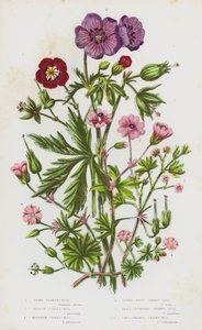 イギリスの草花。Dusky Crane
