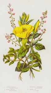 グレートブリテンの開花植物。イブニングプリムローズ、マーシュイズナルディア、エンチャンターズナイトシェード、アルパインエンチャンターズナイトシェード（カラーリトグラフ版 作： English School