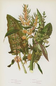 グレートブリテンの開花植物。フィドル・ドック、ブロード・リーブド・ドック、ゴールデン・ドック、イエロー・マーシュ・ドック(カラーリトグラフ) 作： English School