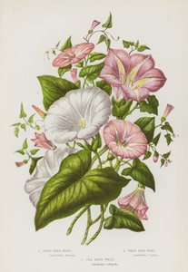 Flowering Plants of Great Britain:フィールド・バインド・ウィード、グレート・バインド・ウィード、シー・バインド・ウィード（カラーリトグラフ版 作： English School