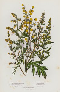 グレートブリテン島の開花植物。フィールド・サザンウッド、コモン・ヨモギ、コモン・ヨモギ、シーヨモギ、ブルー・ヨモギ（カラーリトグラフ版