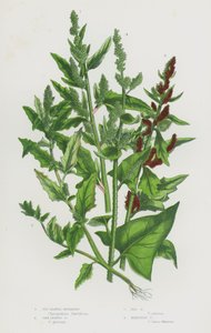 イギリスの草花：イチジク葉グースフット、オーク葉グースフット、レッドグースフット、マーキュリーグースフット（カラーリトグラフ） 作： English School