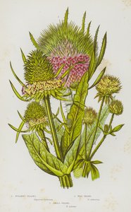 Flowering Plants of Great Britain:Fullers Teasel, Wild Teasel, Small Teasel (カラーリトグラフ)