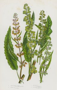 グレートブリテンの開花植物。グレート・ウォーター・ドック、カール・ドック、メドウ・ドック、グレインレス・ウォーター・ドック(カラーリトグラフ)