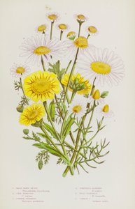 グレートブリテンの顕花植物。グレートホワイトオックスアイ、コーンマリーゴールド、コモンフィーバーフュー、スケントレスメイウィード、ワイルドカモミール、コモンカモミール（カラーリトグラフ 作： English School