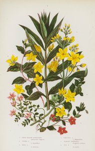 イギリスの開花植物：グレート・イエロー・ルーズストライフ、タフテッド・ルーズストライフ、ウッド・ルーズストライフ、クリーピング・ルーズストライフ、スカーレット・ピンパーネル、ボッグ・ピンパーネル（カラーリトグラフ） 作： English School