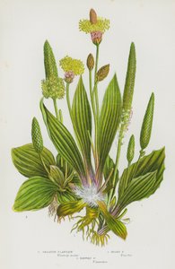 イギリスの草花：オオバコ、ホアリーオオバコ、リブワートオオバコ（カラーリトグラフ）