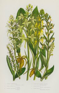 グレートブリテンの開花植物。グリーンハベナリア、スモールホワイトハベナリア、レッサーバタフライオーキス、グレートバタフライオーキス、グリーンマンオーキス、グリーンムスクオーキス（カラーリトグラフ版 作： English School