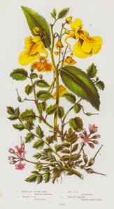 イギリスの花々：ヘムロック・コウノトリ・ムスキー・コウノトリ・シー・バルサム（カラーリトグラフ版 作： English School