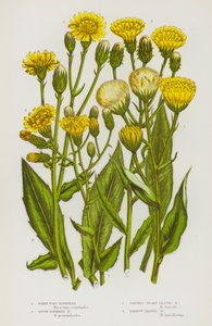 イギリスの開花植物：ミツバタカサゴ、ラフボーダータカサゴ、シュラブブロードリーブタカサゴ、ナローリーブタカサゴ（カラーリトグラフ） 作： English School