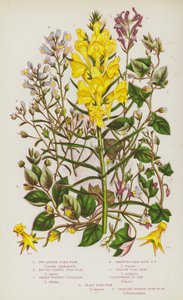 グレートブリテン島の開花植物：蔦葉ガマ亜麻、丸葉ガマ亜麻、鋭く尖ったフルエリン、匍匐性の淡青色ガマ亜麻、黄色ガマ亜麻、Varの花、最低ガマ亜麻、直立紫ガマ亜麻（カラーリトグラフ） 作： English School