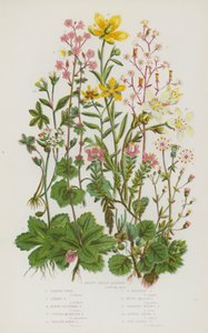 イギリスの顕花植物。キドニーシェイプド・ユキノシタ、ロンドン・プライド、スターリー・ユキノシタ、アルパイン・クラスタード・ユキノシタ、パープルマウンテン・ユキノシタ、イエロー・マーシュ・ユキノシタ、イエロー・マウンテン・ユキノシタ、ホワイト・メドウ・ユキノシタ、ドルーピング・ブルバス・ユキノシタ、アルピン 作： English School