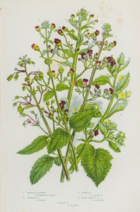 イギリスの草花：結びイチジク、エハラチイチジク、ウォーターイチジク、バームリーフイチジク、イエローイチジク（カラーリトグラフ） 作： English School
