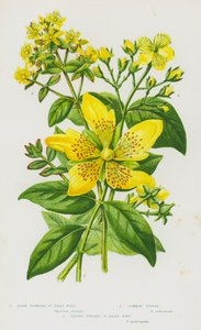 Flowering Plants of Great Britain:Large-Flowered St John