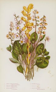 Flowering Plants of Great Britain:大輪のモネ、鋸歯状のウィンターグリーン、丸葉のウィンターグリーン、中間のウィンターグリーン、レッサーウィンターグリーン、イエローバーズネスト(カラーリトグラフ) 作： English School