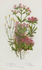Flowering Plants of Great Britain:Least Gentianella, Common Centaury, Dwarf Branched Centaury, Broad Leaved Tufted Centaury, Dwarf Tufted Centaury (カラーリトグラフ) 作： English School