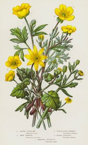 イギリスの草花：セイタカアワダチソウ、キンポウゲ、セロリ葉カラスノエンドウ、キンポウゲ、キンポウゲ（カラーリトグラフ） 作： English School