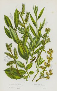 イギリスの開花植物：リトル・ツリー・ウィロー、ドンズ・ウィロー、ドワーフ・シルキー・ウィロー、アンビギュラス・ウィロー（カラーリトグラフ） 作： English School