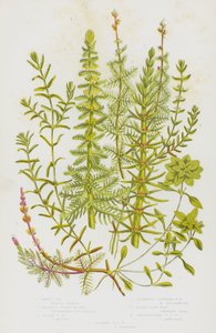 英国の開花植物。マーズ・トール、渦巻き状のアメンボ、スパイク状のアメンボ、交互に咲くアメンボ、ウォーター・スター・ワート、ペダンキュレイテッド・ウォーター・スター・ワート、オータムナル・ウォーター・ソート・ワート（カラーリトグラフ版 作： English School
