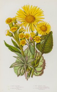 Flowering Plants of Great Britain:Marsh Flea Wort, Field Flea Wort, Great Leopard