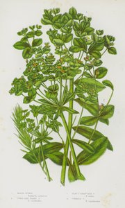 グレートブリテンの開花植物。マーシュ・スパージュ、コーラル・ライク・ヘアー・スパージュ、リーフィー・ブランチド・スパージュ、サイプレス・スパージュ（カラーリトグラフ版 作： English School