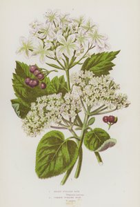 イギリスの開花植物：ミーリー・ゲルダー・ローズ、コモン・ゲルダー・ローズ（カラーリトグラフ） 作： English School