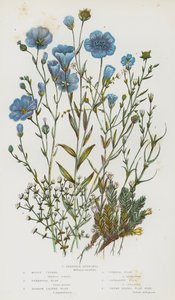 イギリスの開花植物：Mossy Cyphel、Perennial Flax、Narrow Leaved Flax、Common Flax、Cathartic Flax、Thyme Leaved Flax Seed、Slender Buffonia（カラーリトグラフ）。 作： English School