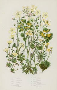グレートブリテン島の顕花植物。コケの生えたユキノシタ、コケの生えたユキノシタ、コケの生えたユキノシタ、コケの生えたアルパインユキノシタ、コケの生えたアルパインユキノシタ、ゼラニウムユキノシタ、ゴールデンユキノシタ、コモンゴールデンユキノシタ（カラーリトグラフ）。 作： English School