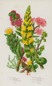 グレートブリテンの顕花植物。Mossy Tillaea, Wall Pennywort, Wall Pennywort, Common House Leek, Ros-Root Stonecrop, Orpine (カラーリトグラフ) 作： English School