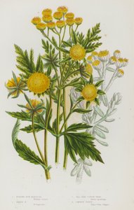 イギリスの開花植物：ノディング・バー・マリーゴールド、トリフィッド・バー・マリーゴールド、シーサイド・コットン・ウィード、コモン・タンジー（カラーリトグラフ） 作： English School