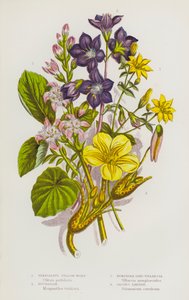 イギリスの草花：キバナアキギリ、バックビーン、ニンフォエア・ライク・ヴィラルシア、ジェイコブス・ラダー（カラーリトグラフ） 作： English School