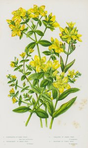 イギリスの開花植物：セイヨウオトギリソウ、セイヨウオトギリソウ、セイヨウオトギリソウ、セイヨウオトギリソウ（カラーリトグラフ） 作： English School
