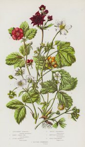 イギリスの開花植物：プロカンベントシバルディア、マーシュサンクフォイル、ストーンブランブル、アークティックラズベリー、マウンテンラズベリー、ウッドストロベリー、オートボーイストロベリー（カラーリトグラフ） 作： English School