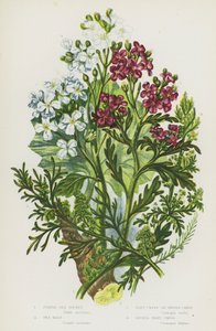グレートブリテンの開花植物。パープルシーロケット、シーケール、ワートクレスまたはスウィンズクレス、レッサーワートクレス（カラーリトグラフ 作： English School
