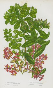 イギリスの開花植物：パープルスパージ、サンスパージ、ブロードリーフワートドスパージ、アイリッシュスパージ（カラーリトグラフ） 作： English School