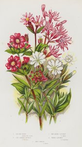 グレートブリテンの開花植物。ラギッドロビン、レッドジャーマンキャッチフライ、レッドアルパインキャッチフライ、ホワイトキャッチフライ、レッドカンピオン（カラーリトグラフ版 作： English School