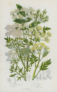グレートブリテンの開花植物。ラフ・チャービル、タウニー・フルーツ・チャービル、ブロード・リーブド・チャービル、スウィート・シセリー、ワイルド・キャロット（カラーリトグラフ版 作： English School
