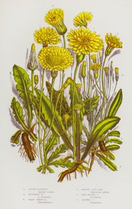 グレートブリテンの顕花植物。ラフ・ホークビット、オータムナル・ホークビット、ヘアリー・スリンシア、スムース・キャッツ・イヤー、ロング・ルーツド・キャッツ・イヤー、スポッティッド・キャッツ・イヤー（カラーリトグラフ版 作： English School