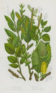 イギリスの開花植物：ラウンド・イヤーズ・サロー、グレーター・ラウンド・イヤーズ・サロー、ダーク・リーヴド・サロー、インターミディエイト・ウィロー（カラーリトグラフ） 作： English School