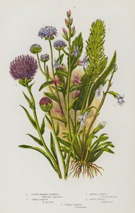 イギリスの開花植物：ラウンドヘッド・ランピオン、スパイクト・ランピオン、アニュアル・スキャビアス、エイクリッド・ロベリア、ウォーター・ロベリア（カラーリトグラフ） 作： English School
