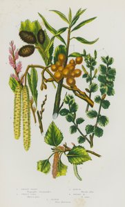 イギリスの開花植物：サローソーン、スイートゲイル、バーチ、ドワーフバーチ、アルダー（カラーリトグラフ） 作： English School