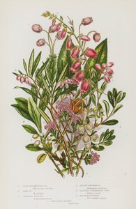 イギリスの開花植物：スコットランドのメンジシア、アイルランドのメンジシア、ツツジ、マーシュ・アンドロメダ、オーストレア・ストロベリー・ツリー、ブラック・ベア・ベリー、レッド・ベア・ベリー（カラーリトグラフ） 作： English School