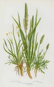 イギリスの草花：シーサイドプランタン、バックスソーン、プランタンショアウィード（カラーリトグラフ）