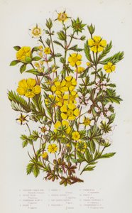 イギリスの開花植物：シュラブシンクイ、シルバーウィード、ストロベリーフラワーシンクイ、ホアリーシンクイ、スプリングシンクイ、オレンジアルパインシンクイ、ノコギリ葉ヘアリーシンクイ、クリーピングシンクイ、トーメンティル、ホワイトシンクイ、スリー 作： English School