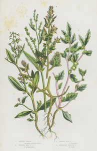 イギリスの開花植物：シュラブ・オラチェ、ストーク・シー・オラチェ、フロスト・シー・オラチェ、スプレッド・フルーティッド・オラチェ（カラーリトグラフ） 作： English School
