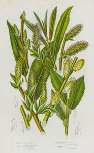 イギリスの開花植物：絹のような葉のオシアブラ、長い葉のオシアブラ、フェルジナスオシアブラ、コモンオシアブラ（カラーリトグラフ）