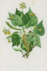 グレートブリテンの開花植物。ライムツリー、コモンライムツリー、ラージリーヴドライムツリー（カラーリトグラフ版